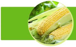Diet for rotavirus infection in a child or a quick path to recovery Can corn upset the stomach
